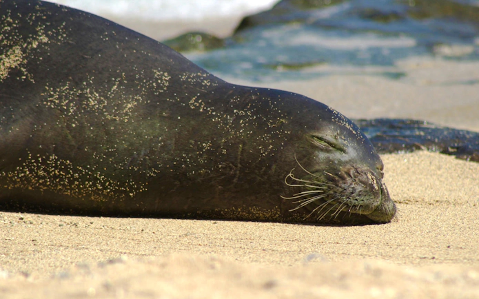 Seal resting on the beach at Hanauma Bay Nature Preserve.