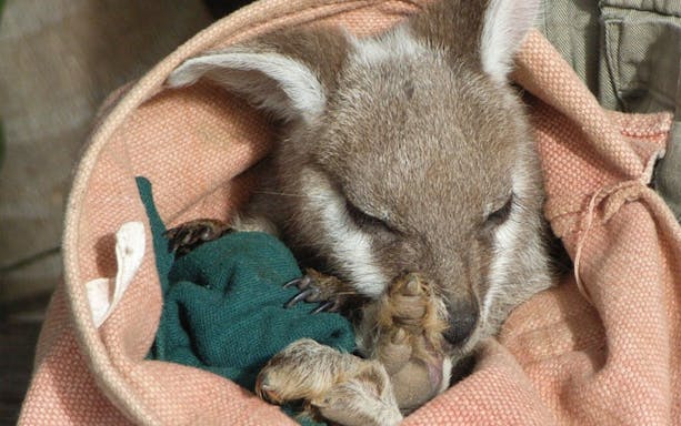 Joey kangaroo resting in a pouch during Blue Mountains tour.