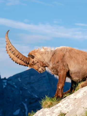 Alpine ibex standing on rocky terrain at Alpine Zoo Innsbruck.