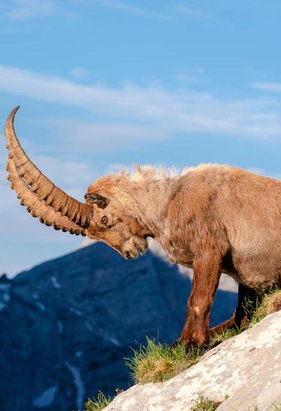 Alpine ibex standing on rocky terrain at Alpine Zoo Innsbruck.