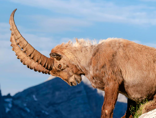 Alpine ibex standing on rocky terrain at Alpine Zoo Innsbruck.