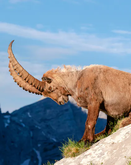 Alpine ibex standing on rocky terrain at Alpine Zoo Innsbruck.