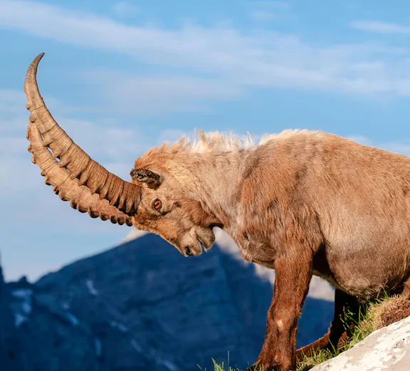 Alpine ibex standing on rocky terrain at Alpine Zoo Innsbruck.