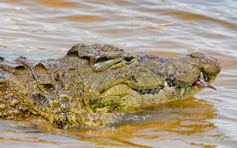 Crocodile swimming at Mamba Village Crocodile Farm, Nairobi.