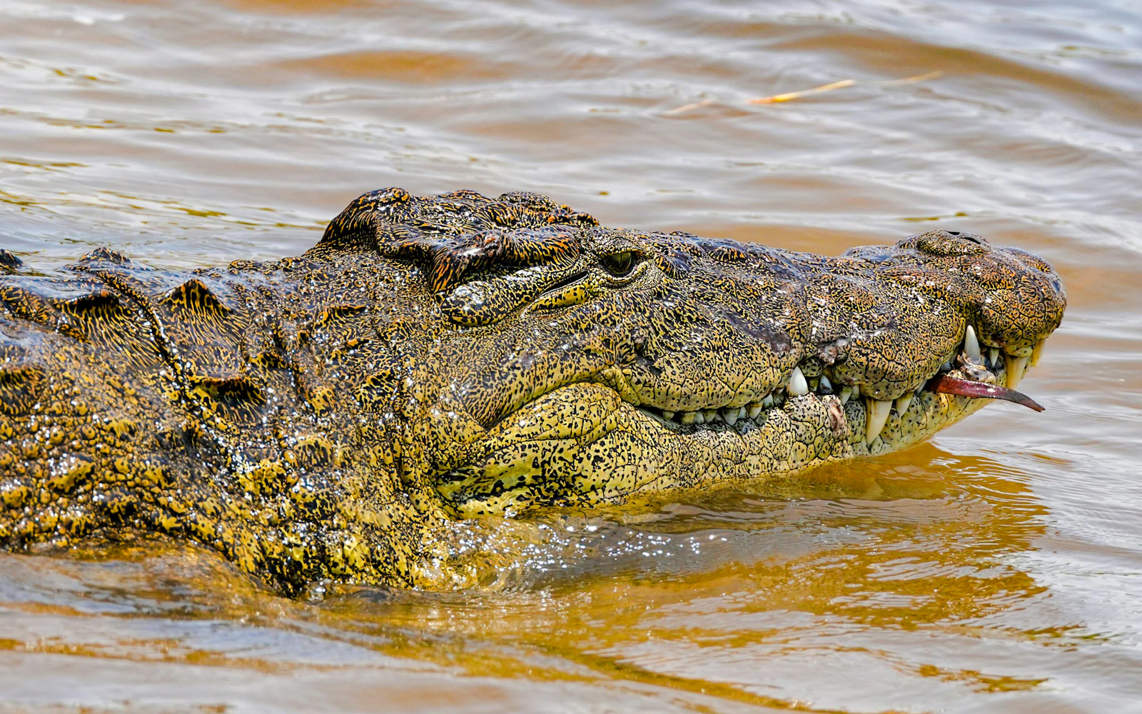 From Nairobi: Mamba Village Crocodile Farm Guided Tour (Product 56437)