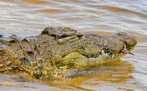 Crocodile swimming at Mamba Village Crocodile Farm, Nairobi.