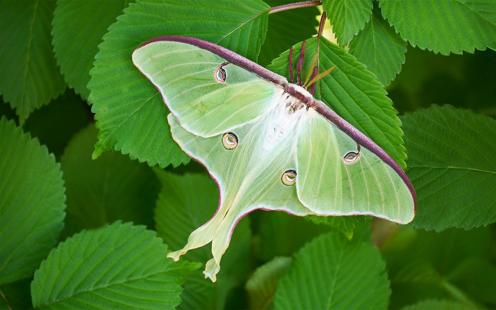 Luna moth at Moth exhibit, Davis Family Butterfly Vivarium, American Museum of Natural History.