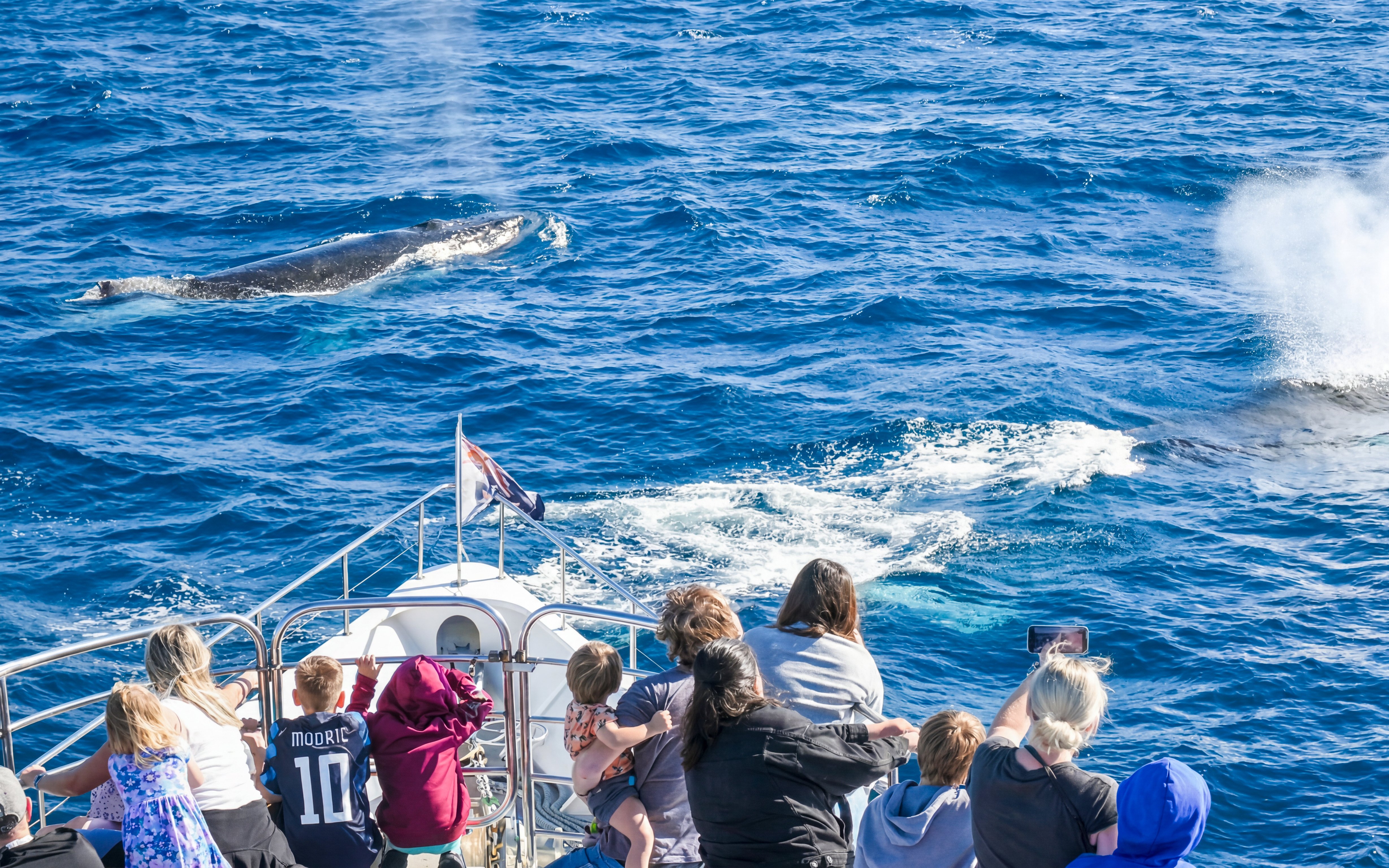 Whale watching from a yacht on the Gold Coast with passengers observing a whale surfacing.