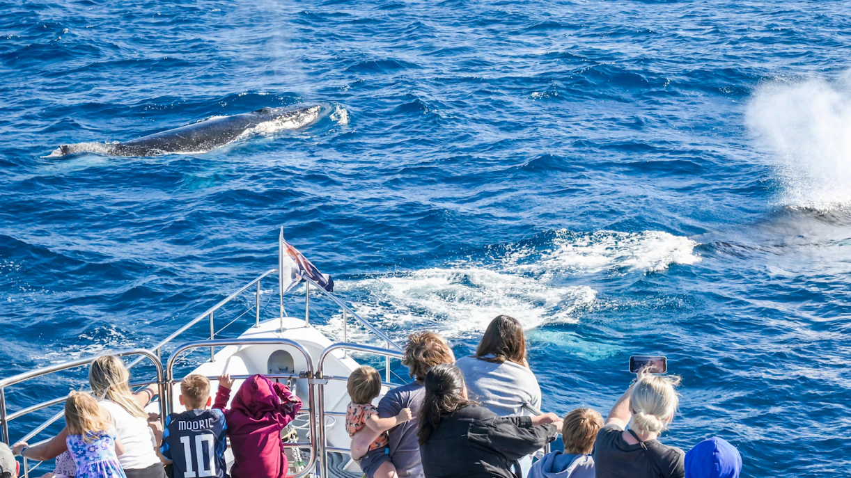 Whale watching from a yacht on the Gold Coast with passengers observing a whale surfacing.