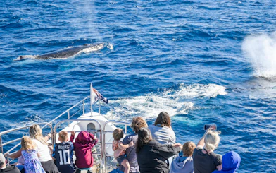 Whale watching from a yacht on the Gold Coast with passengers observing a whale surfacing.