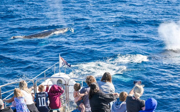 Whale watching from a yacht on the Gold Coast with passengers observing a whale surfacing.
