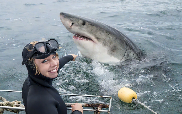 Diver pointing at great white shark during cage diving tour.