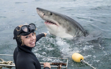 From Cape Town: Gansbaai Shark Cage Diving & Stony Point Penguin Colony Private Tour with Transfers