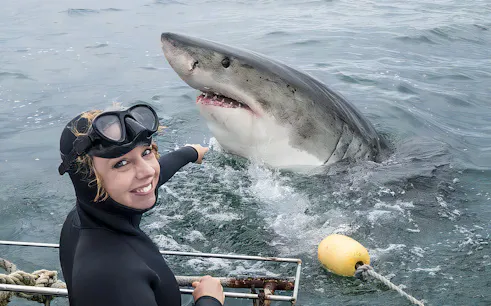 Diver pointing at great white shark during cage diving tour.