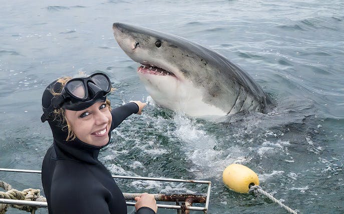 Diver pointing at great white shark during cage diving tour.