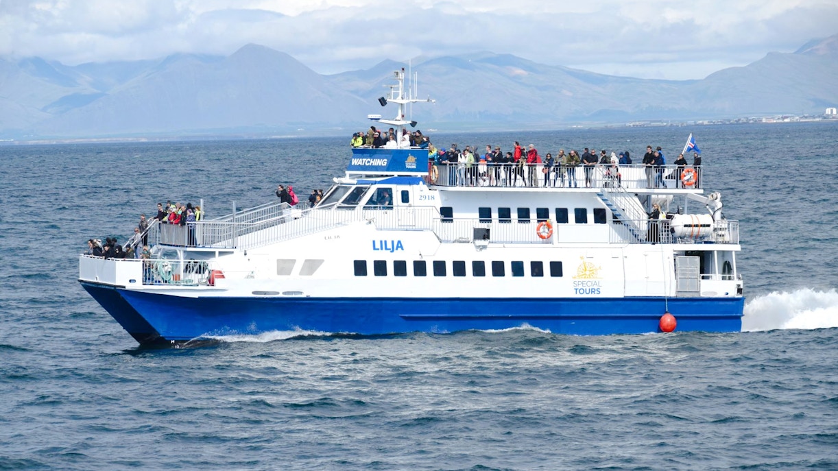 Timings of Whale watching Iceland