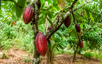 Cacao pods growing on a tree in Punta Cana during a cocoa and chocolate experience.