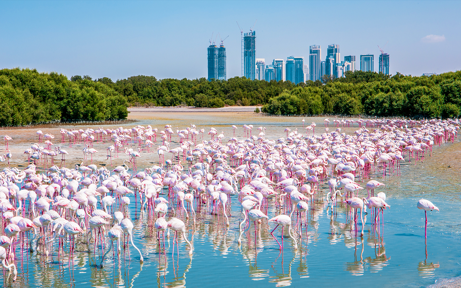 Ras Al Khor Wildlife Sanctuary