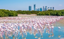 Ras Al Khor Wildlife Sanctuary