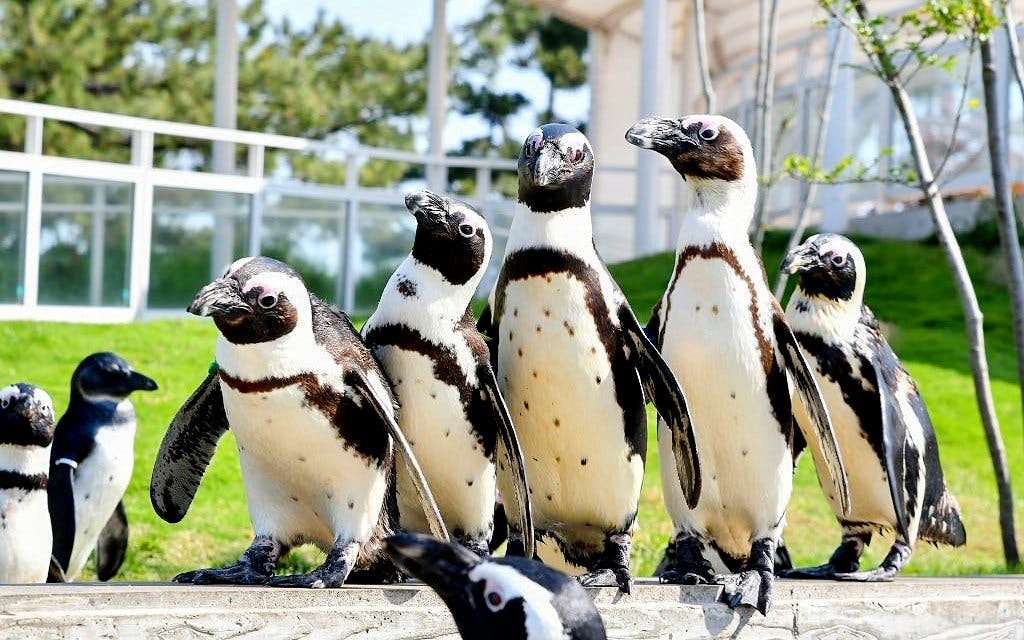 Penguins at Fukuoka Marine World Uminonakamichi exhibit outdoors.