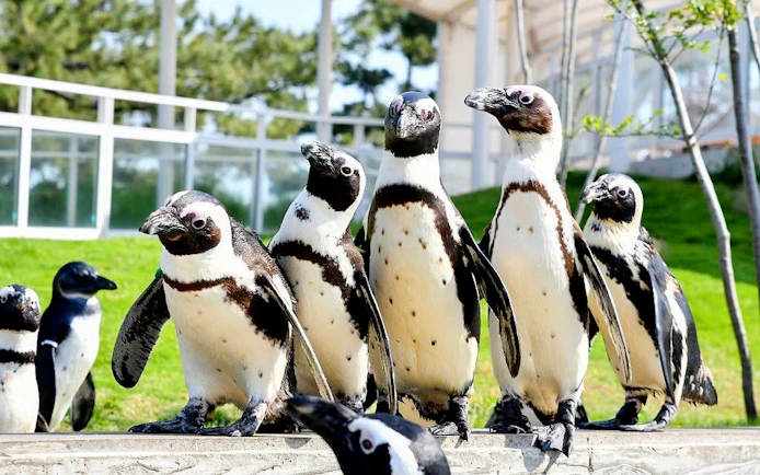 Penguins at Fukuoka Marine World Uminonakamichi exhibit outdoors.