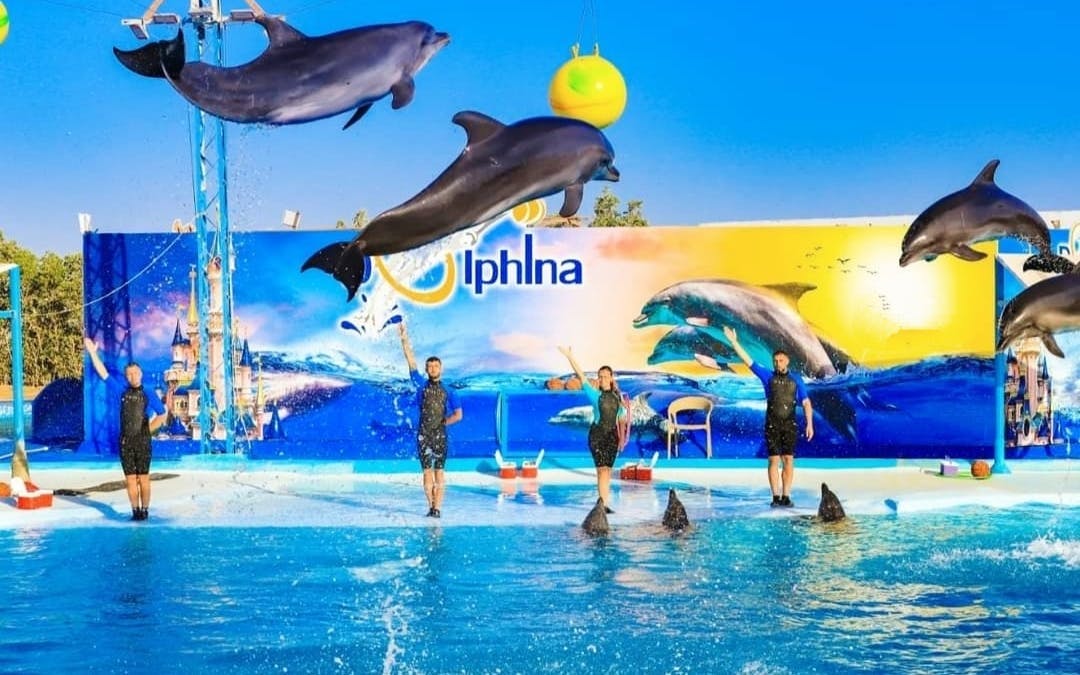 observarea delfinilor și spectacol live premium de calitate superioară - hurghada-1