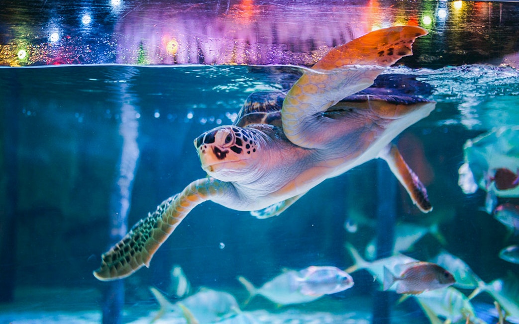 Turtle swimming in tank at Sea Life Bangkok Ocean World.