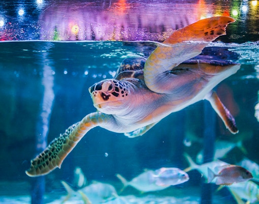 Turtle swimming in tank at Sea Life Bangkok Ocean World.