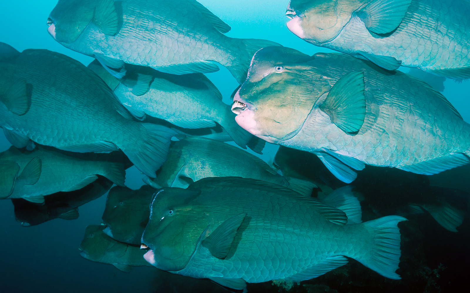 Bumphead parrotfishes swimming in a coral reef environment.