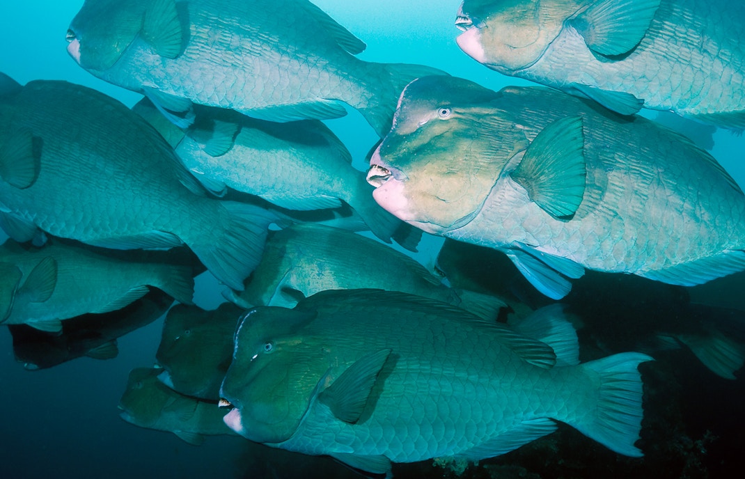 Bumphead parrotfishes swimming in a coral reef environment.