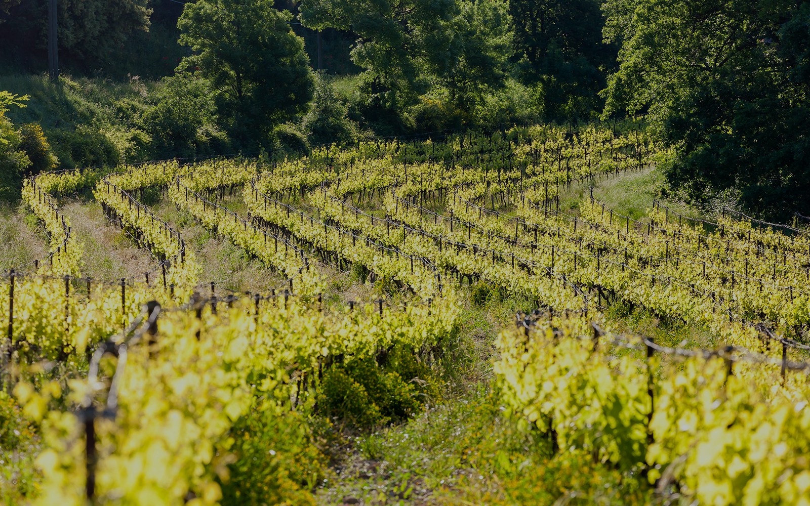 Vineyards near Chateauneuf-du-Pape