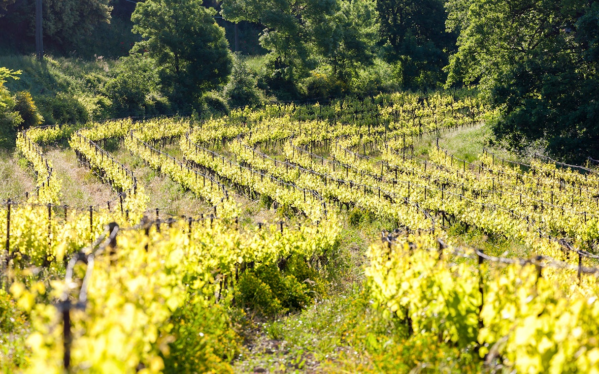 Vineyards with lush green vines near Chateauneuf-du-Pape, France.