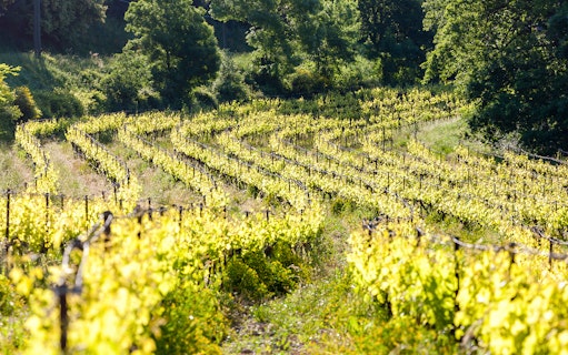 Vineyards with lush green vines near Chateauneuf-du-Pape, France.
