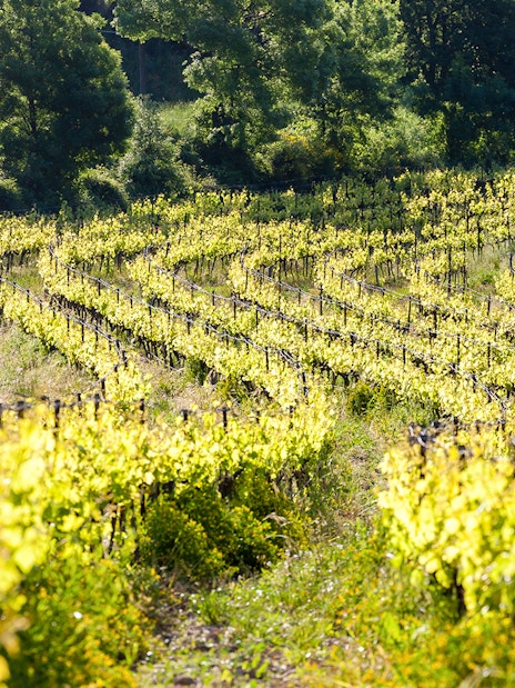Vineyards with lush green vines near Chateauneuf-du-Pape, France.