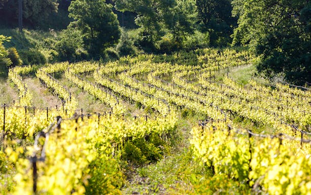 Vineyards with lush green vines near Chateauneuf-du-Pape, France.