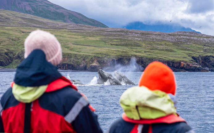 Whale breaching near boat in Dalvik, Northern Iceland.