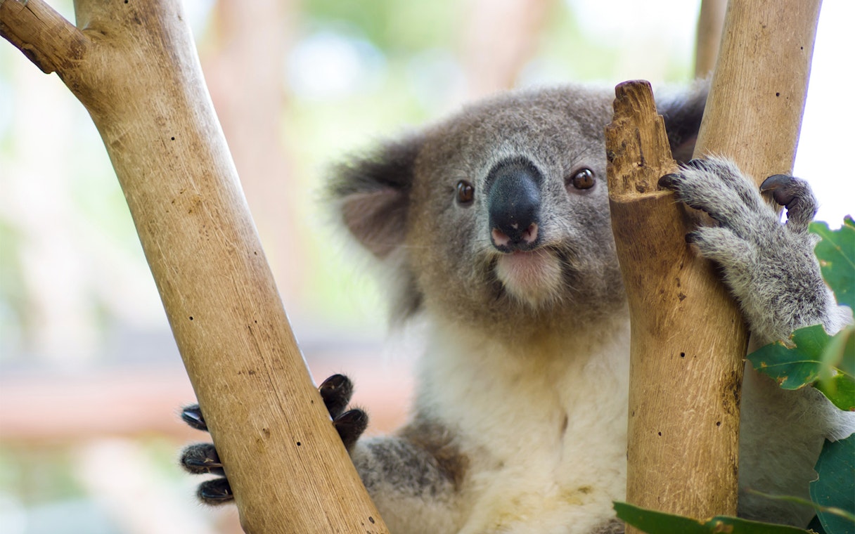 Koala clinging to a tree at Taronga Zoo, Sydney.