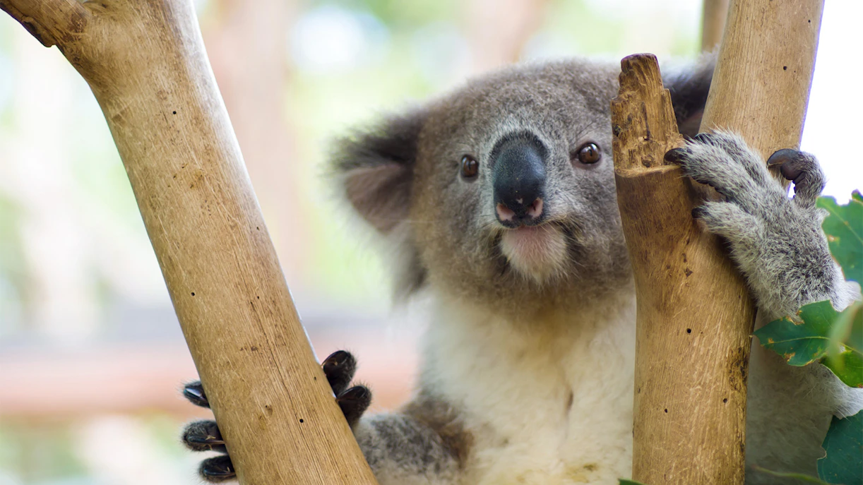 Taronga Zoo Tickets