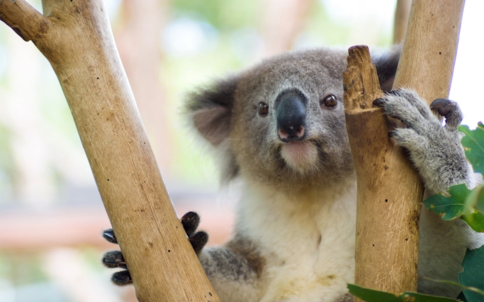 Koala clinging to a tree at Taronga Zoo, Sydney.