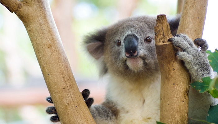koala at taronga zoo, sydney