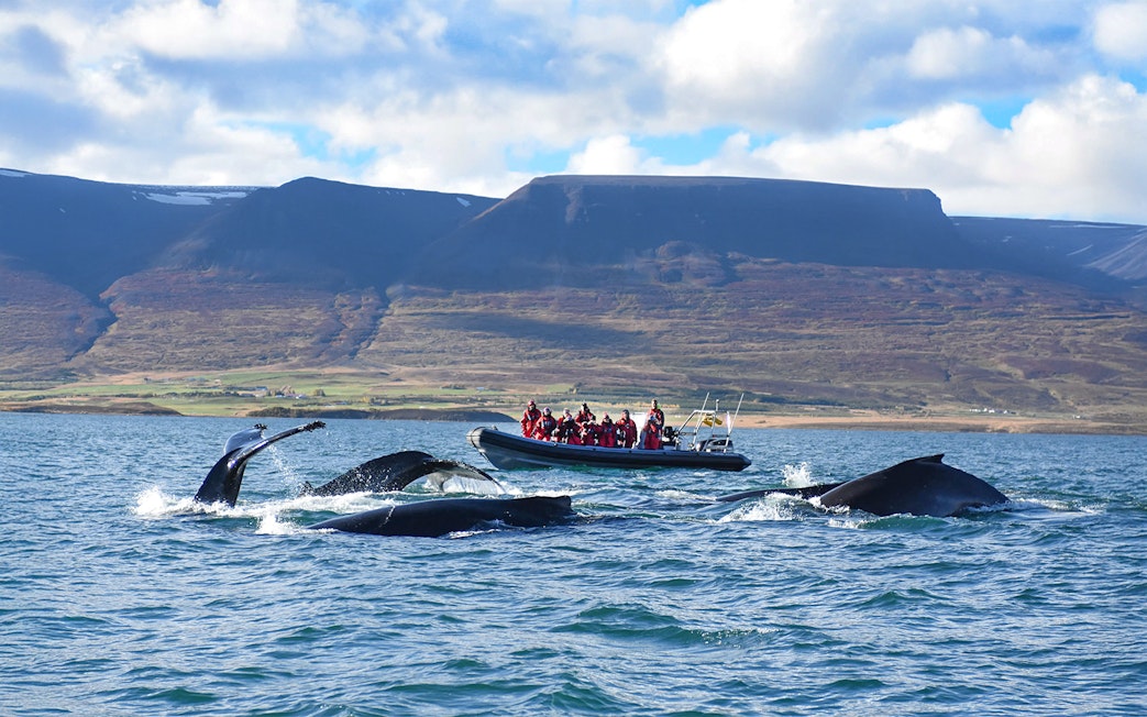 Whales near RIB speedboat with tourists during whale watching tour in Akureyri.