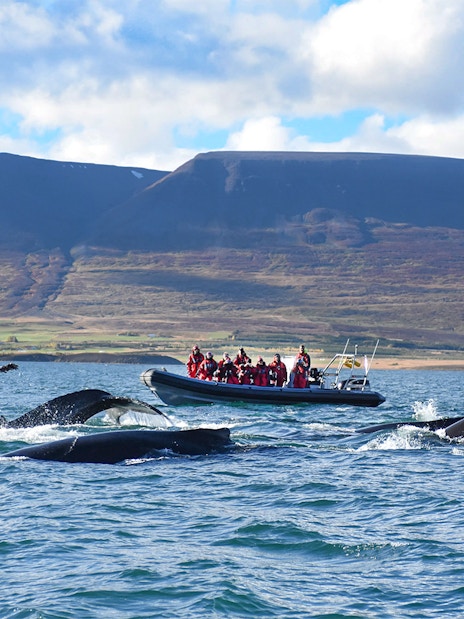 Whales near RIB speedboat with tourists during whale watching tour in Akureyri.