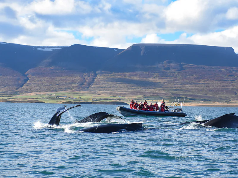 From Akureyri Whale Watching Tour On RIB Speedboat - Reykjavík