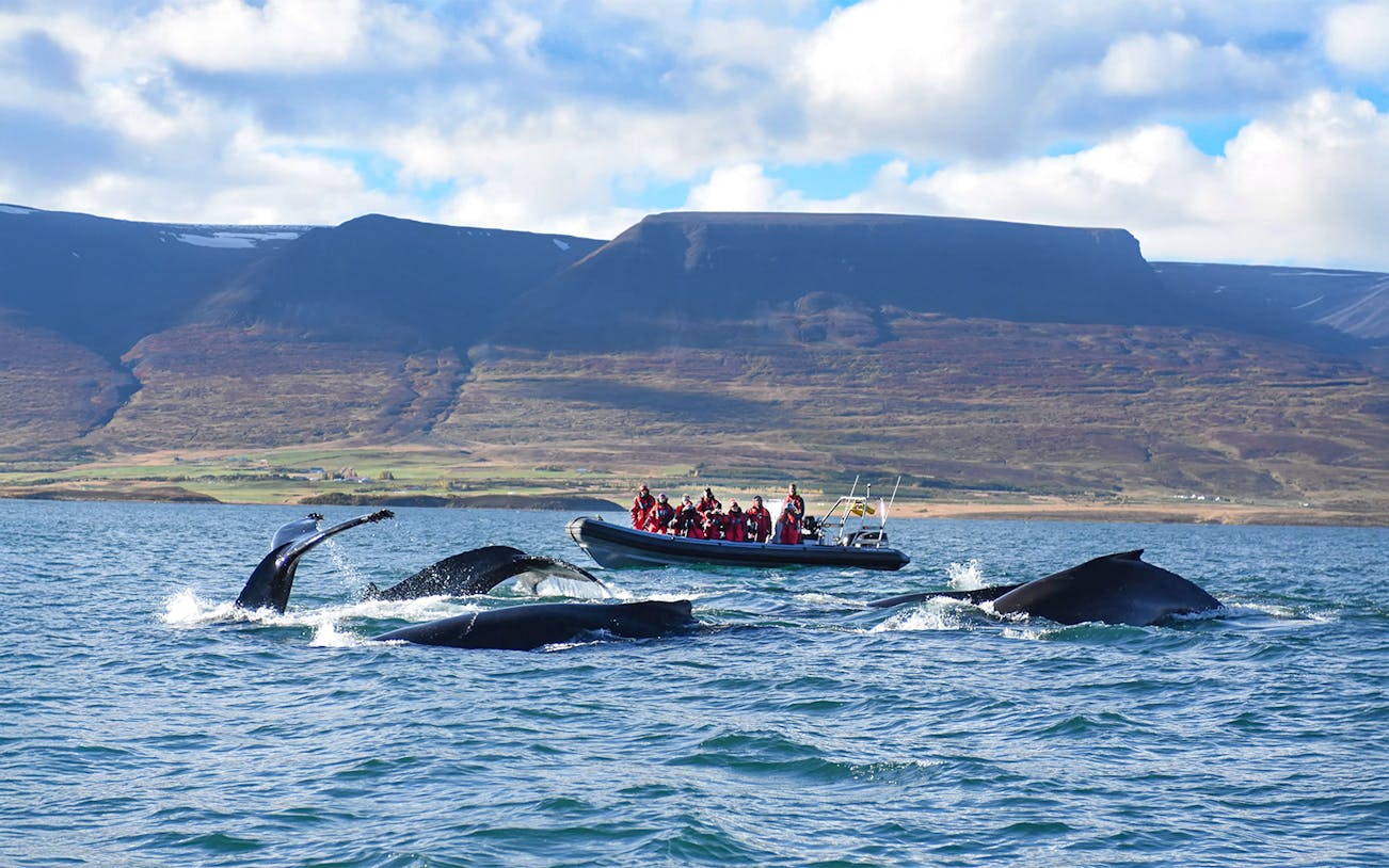 Whales near RIB speedboat with tourists during whale watching tour in Akureyri.