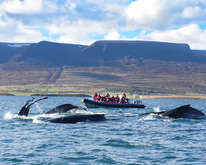 Akureyri: Whale Watching Tour on RIB Speedboat