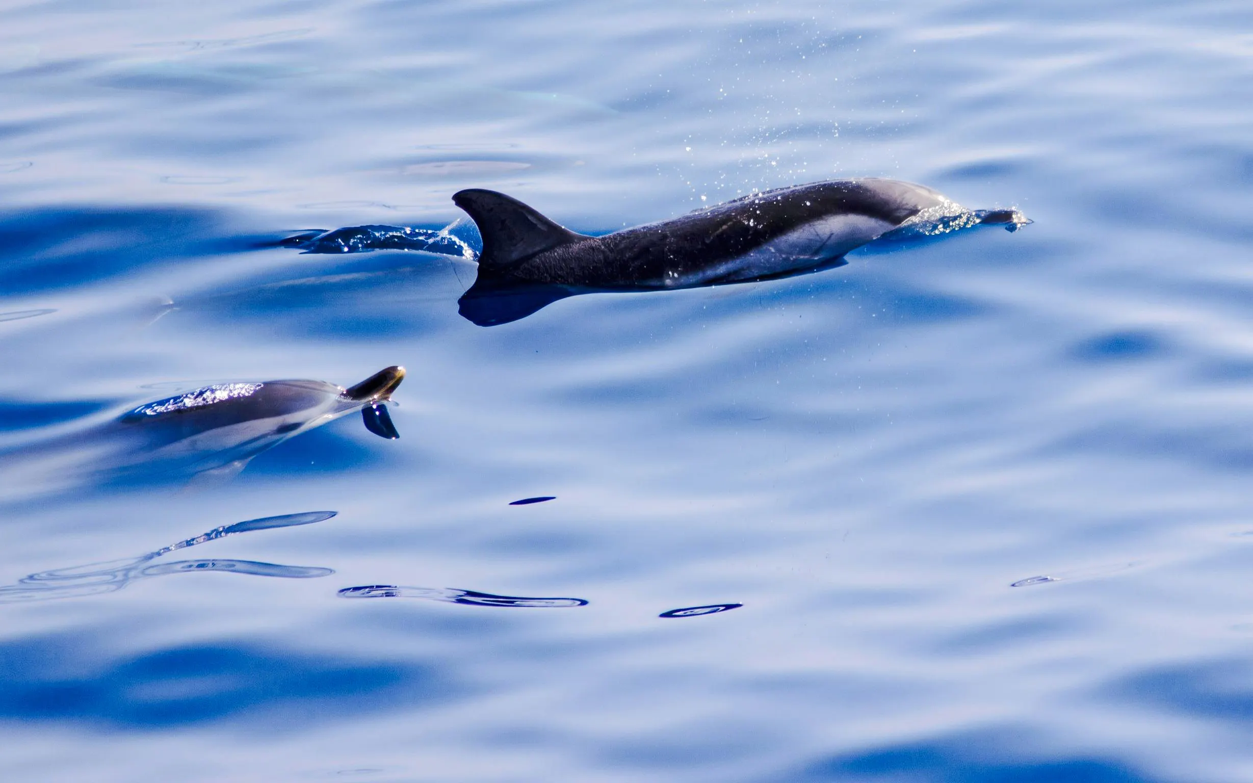Dolphins swimming in the ocean during a boat tour.
