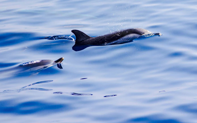 Dolphins swimming in the ocean during a boat tour.