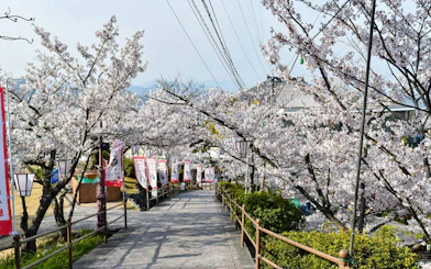 Cherry blossoms lining the path to Mt. Senkoji Ropeway, Japan.
