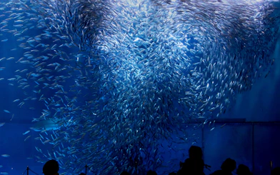 School of fish swimming at Port of Nagoya Public Aquarium.