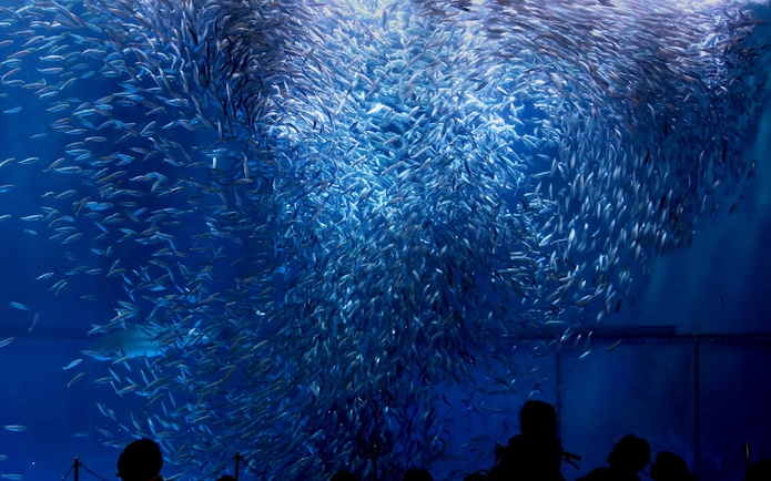 School of fish swimming at Port of Nagoya Public Aquarium.